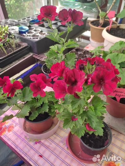 Пеларгония герань ампельная