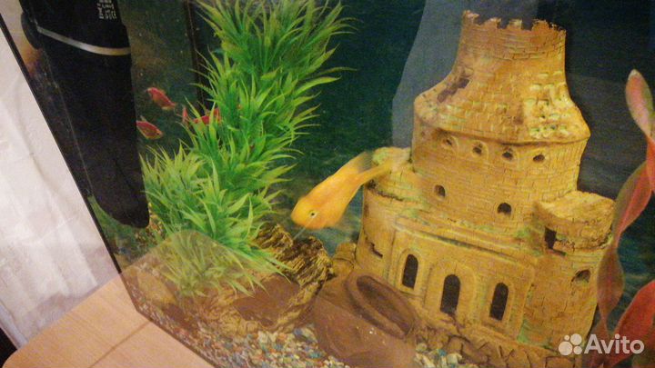 Аквариум с рыбками