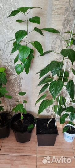 Розы разных сортов