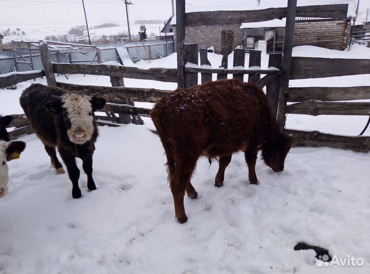 Быки живым весом