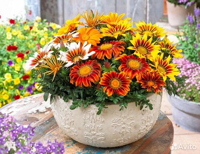 Газания блестящая, декоративные цветы, семена