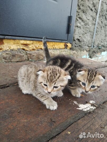 Котята от вислоухой кошки