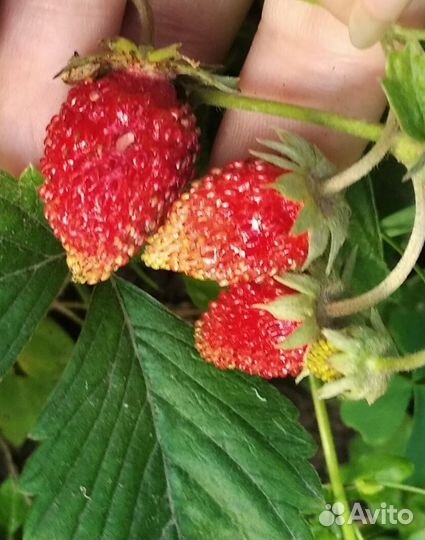 Саженцы земляники безусой ремонтантной
