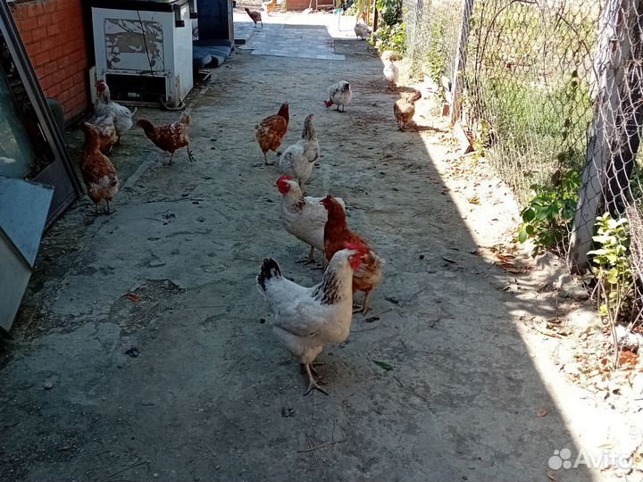 Куры молодки несушки