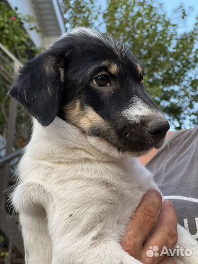 Две девочки Пандочки ищут дом