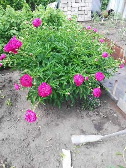 Дача 50 м² на участке 4,5 сот.