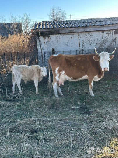 Корова дойная с бычком