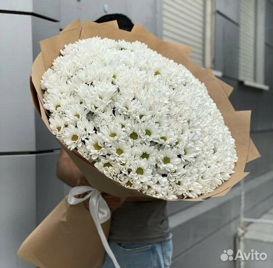 Букет из 101 белой хризантемы