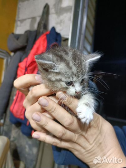 Кошка в дар бесплатно