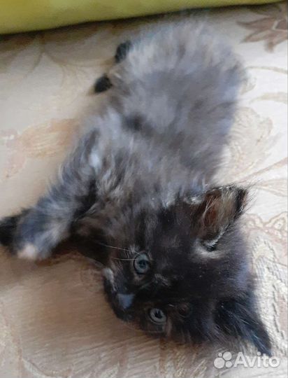 Кошка в дар бесплатно