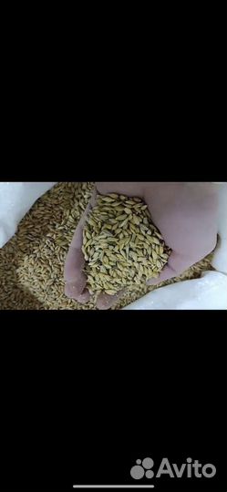 Пшеница, ячмень, овес, кукуруза