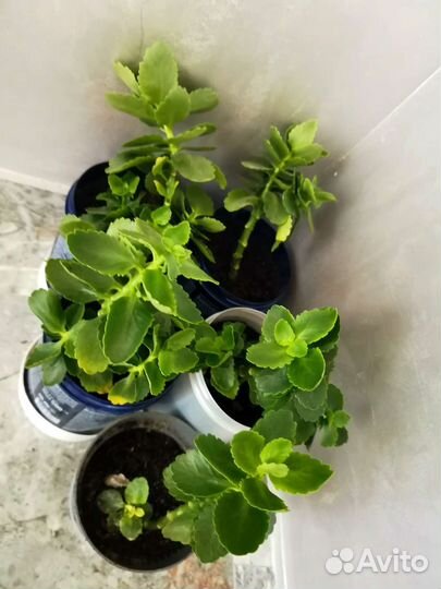 Каланхоэ цветущее белое и жёлтое