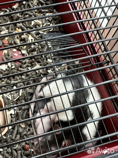 Крысы декоративные