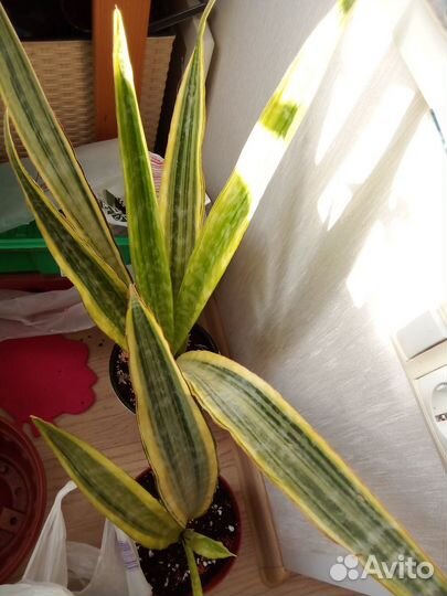 Сансевиерия Сансевиерия аубритиана лоурен