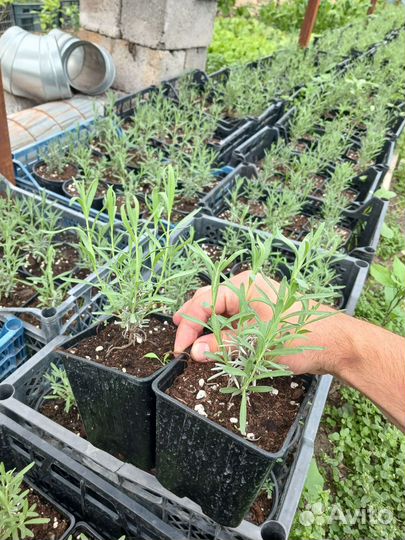 Лаванда Манстед