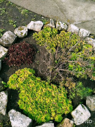 Каменная роза