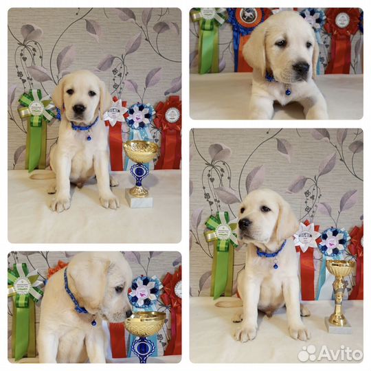 Щенки лабрадора. Все окрасы. Питомник