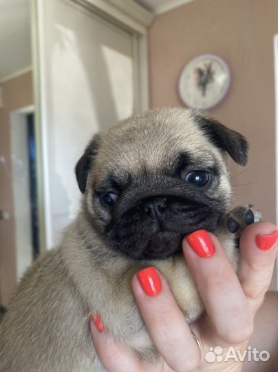 Щенки мопса