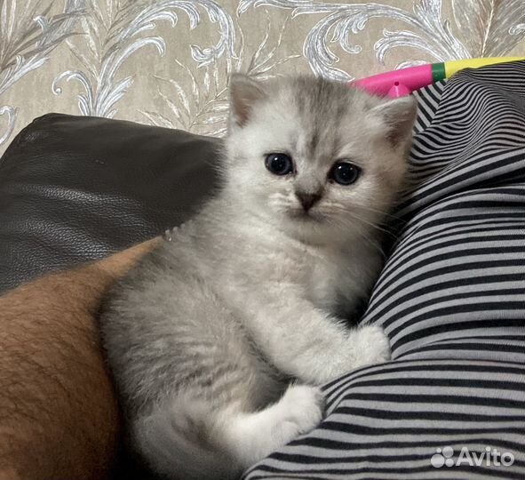 Шотландцы шиншилла серебристая