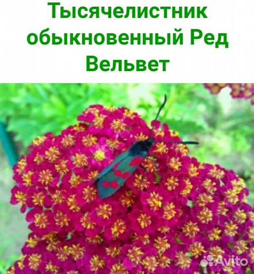 Нивяники,медуницы,камнеломки,тысячелистники