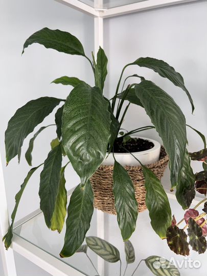 Спатифиллум