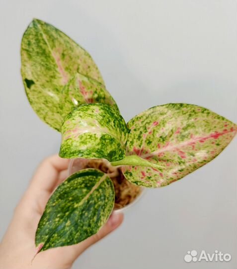 Аглаонема Пинк Эмеральд