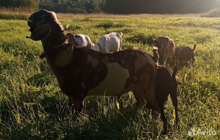 Козёл англо-нубийский adga