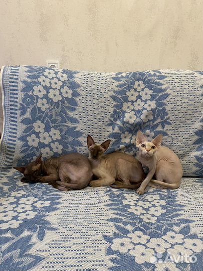 Передержка для кошек