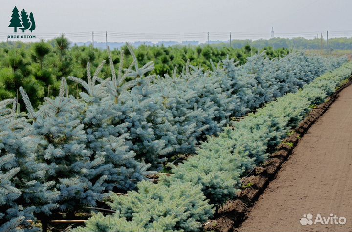 Ель голубая экстра