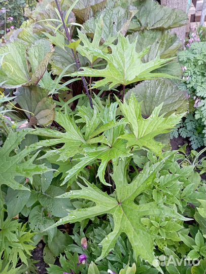 Бузульник. Дармера