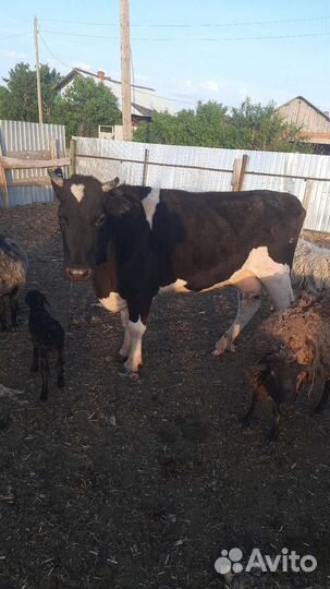 Продам 2 первотелки