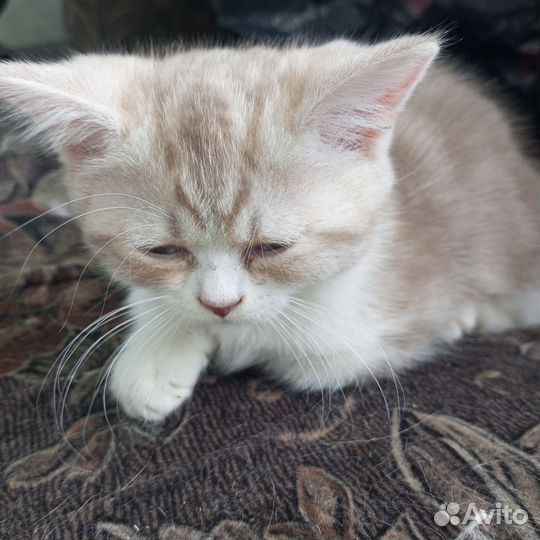 Манчкин-Кинкалоу