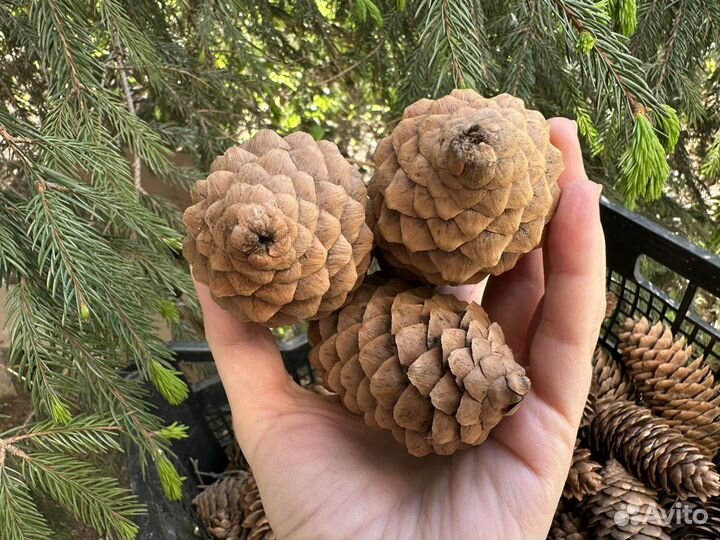Шишки еловые для декора венков творчества