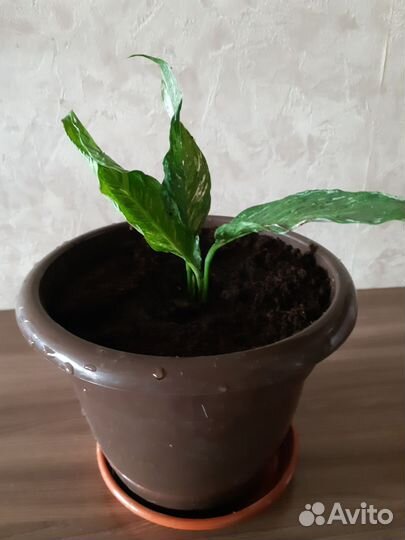 Спатифиллум