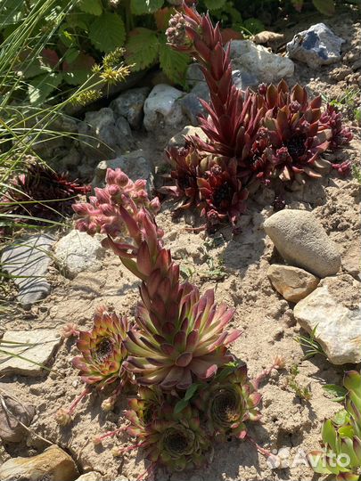 Растения для альпийской горки