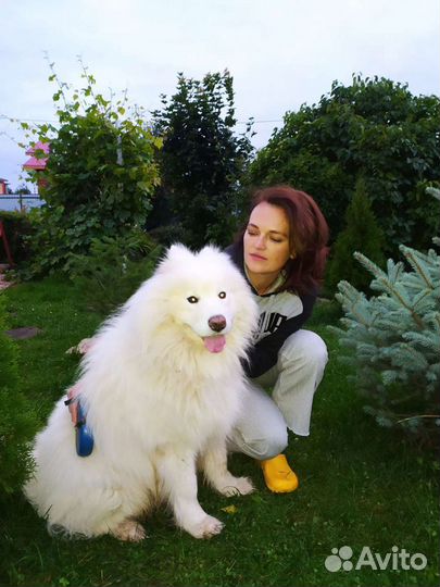 Передержка домашних животных