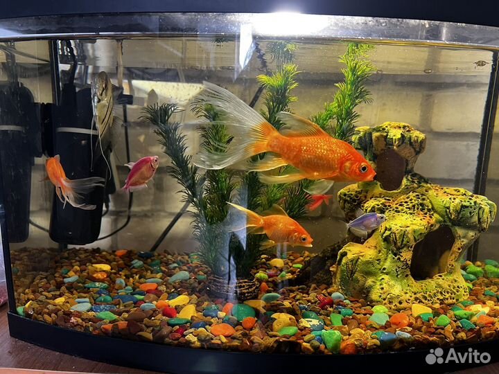 Аквариум