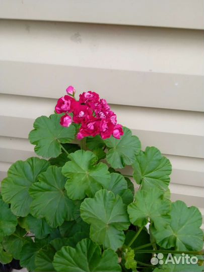 Пеларгония герань красная махровая