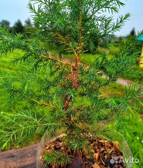 Можжевельник виргинский(вирджинский)