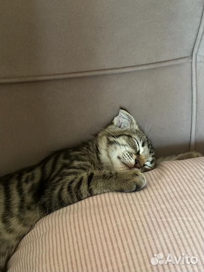 Котик в добрые руки