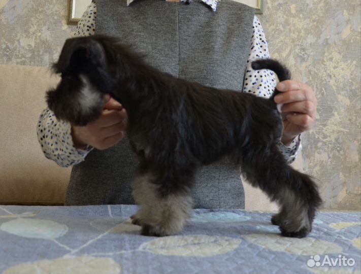 Щенки цвергшнауцера