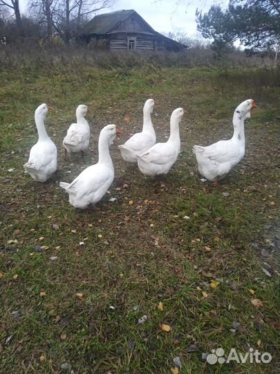 Холмогорские гуси