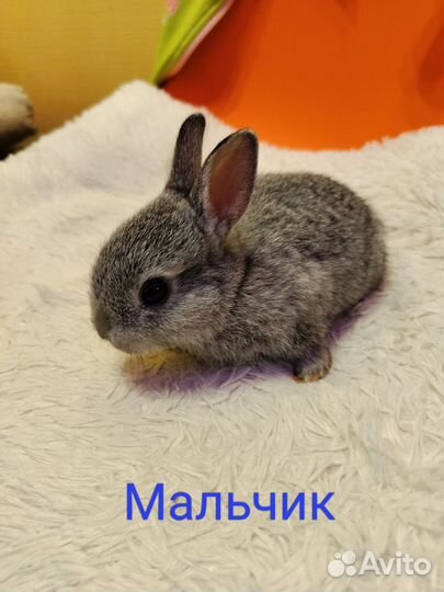 Карликовые кролики