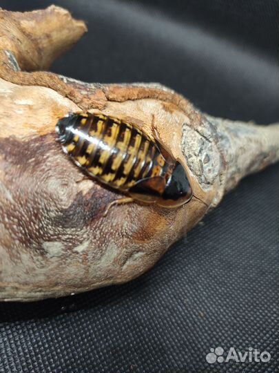 Декоративные и кормовые тараканы