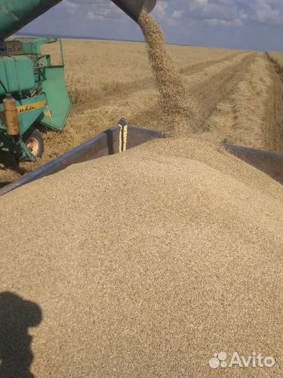 Зерно пшеница ячмень 2024 г