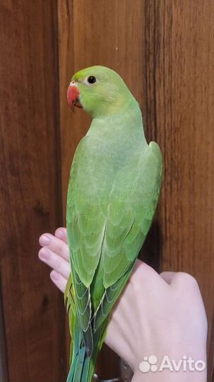 Ожереловый попугай