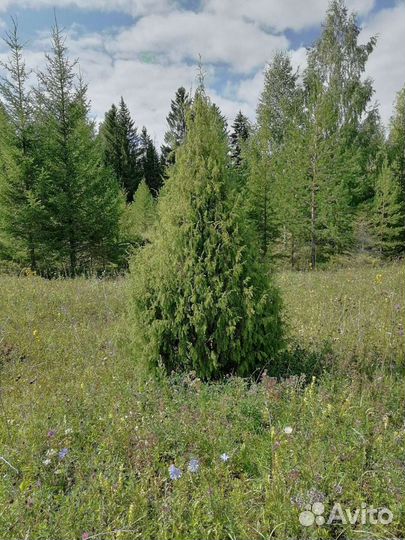 Можжевельник саженцы