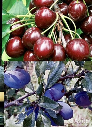 Вишня и слива