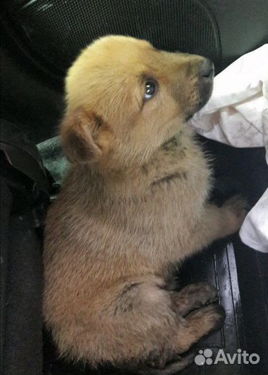 Малыши в дар