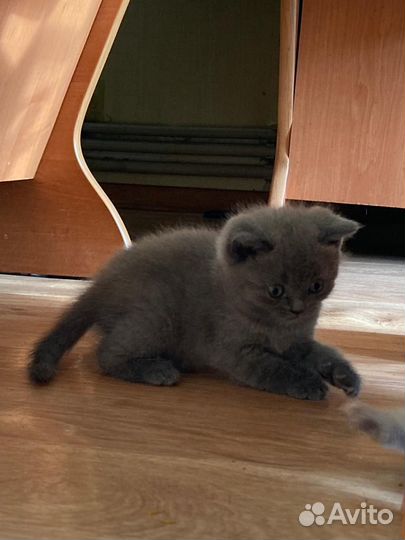 Шотландские котята